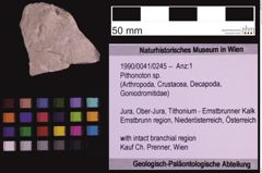 Foto (Objekt + Etiketten) von Pithonoton sp. (NHMW-GEO-1990-0041-0245)